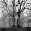 black-tree.jpg image by juney2