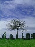 tree3.jpg image by nodarkthings